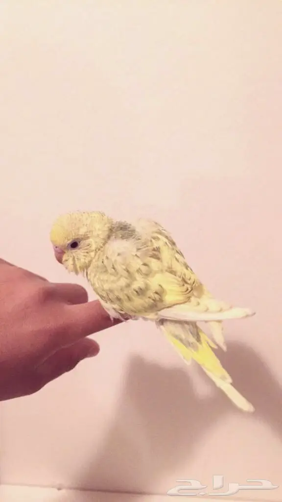   للبيع فروخ بادجي اصحاب الغر والهدد