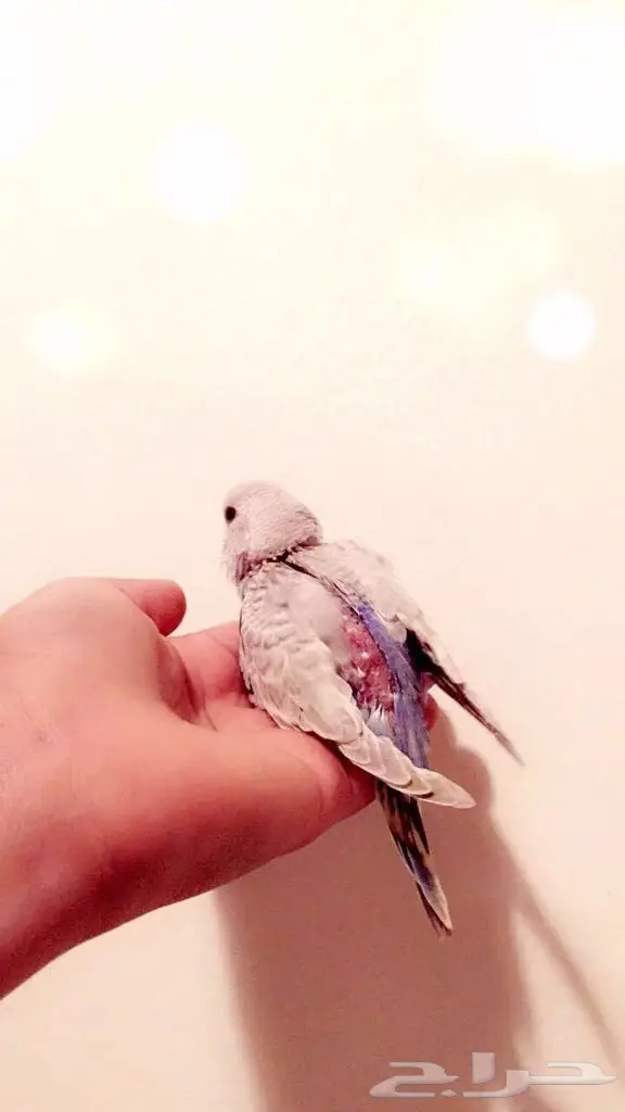   للبيع فروخ بادجي اصحاب الغر والهدد (image 1)