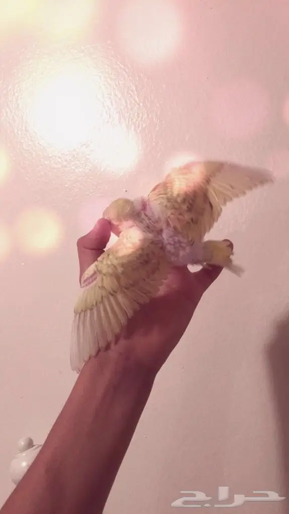   للبيع فروخ بادجي اصحاب الغر والهدد (image 2)