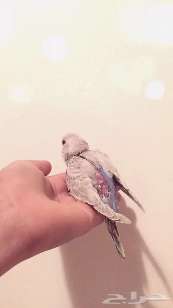   للبيع فروخ بادجي اصحاب الغر والهدد (image 3)