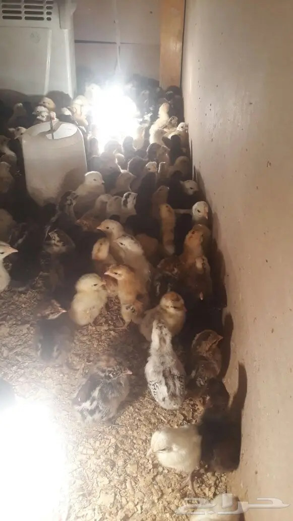 للبيع صوص عدد550 العمر 10 ايام بالمدينة