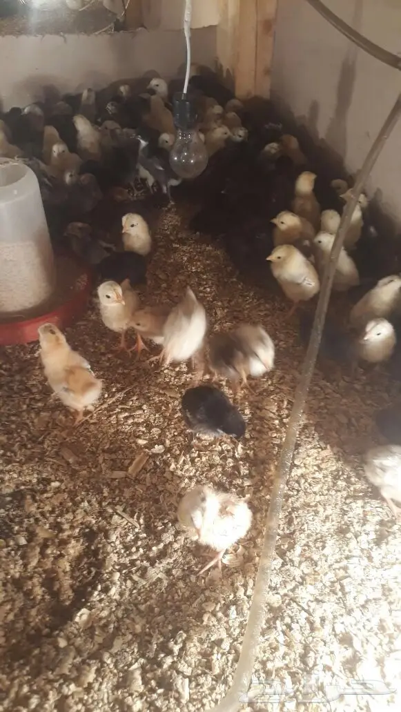 للبيع صوص عدد550 العمر 10 ايام بالمدينة (image 1)