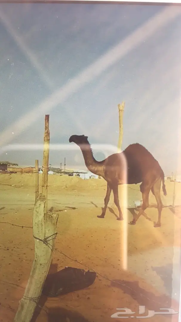 بكره مجهم طيبه للبيع 