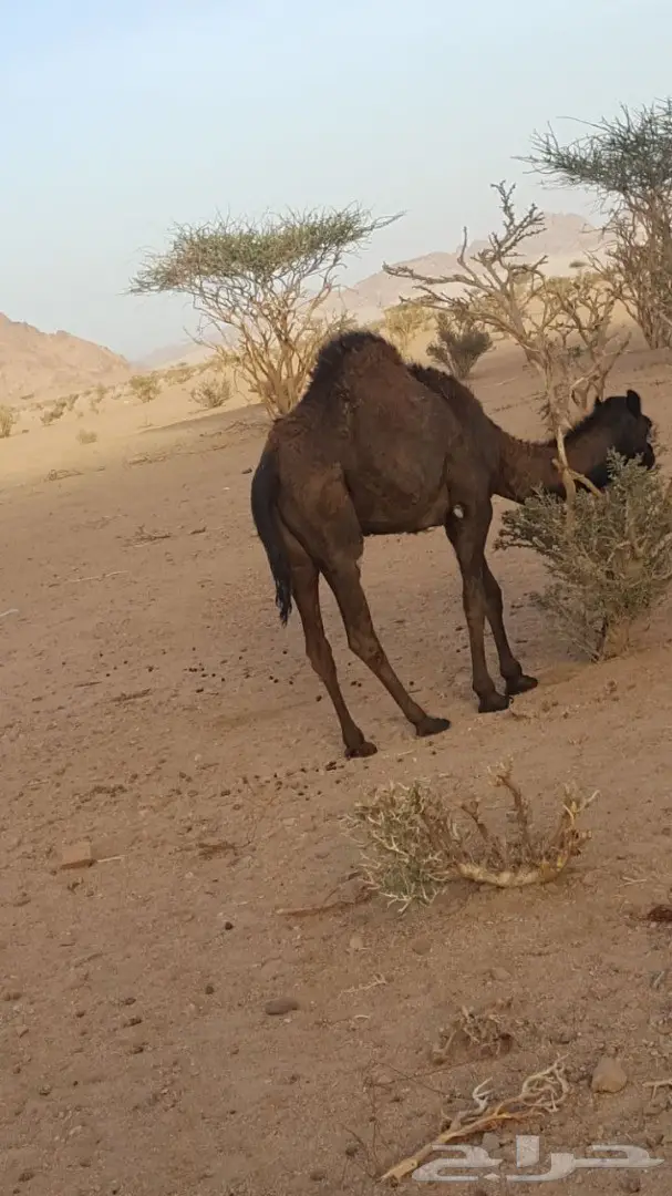 أبل طيبه للبيع لاتفوت الفرصه (image 8)