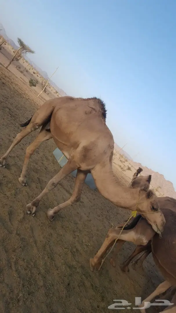 أبل طيبه للبيع لاتفوت الفرصه (image 9)