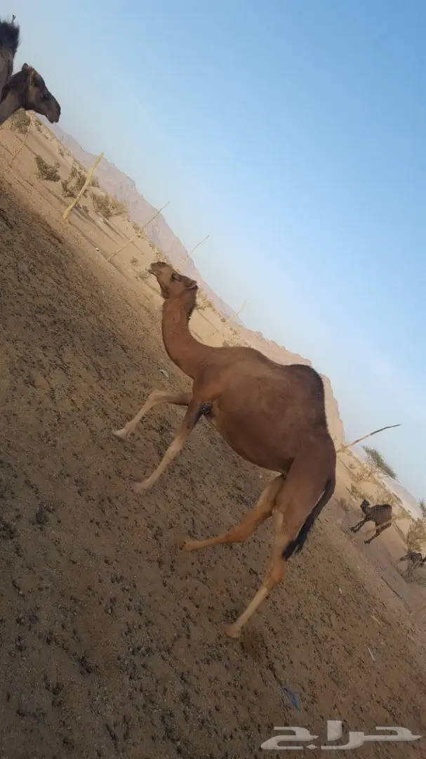 أبل طيبه للبيع لاتفوت الفرصه (image 11)