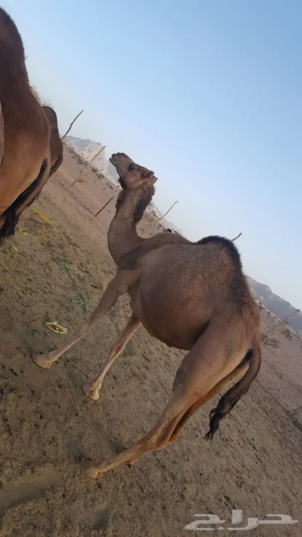 أبل طيبه للبيع لاتفوت الفرصه (image 15)