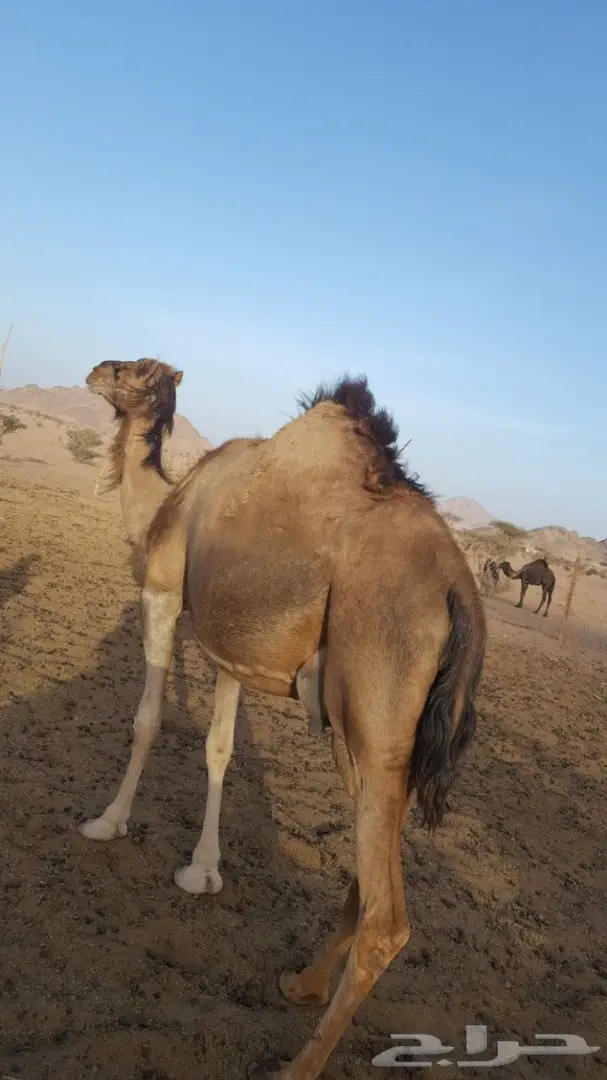 أبل طيبه للبيع لاتفوت الفرصه (image 16)