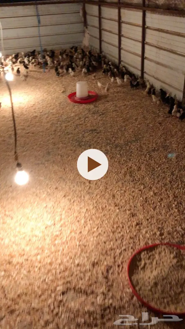 صوص عمر 3 اسابيع بلدي على فيومي جروم طيبه (image 2)