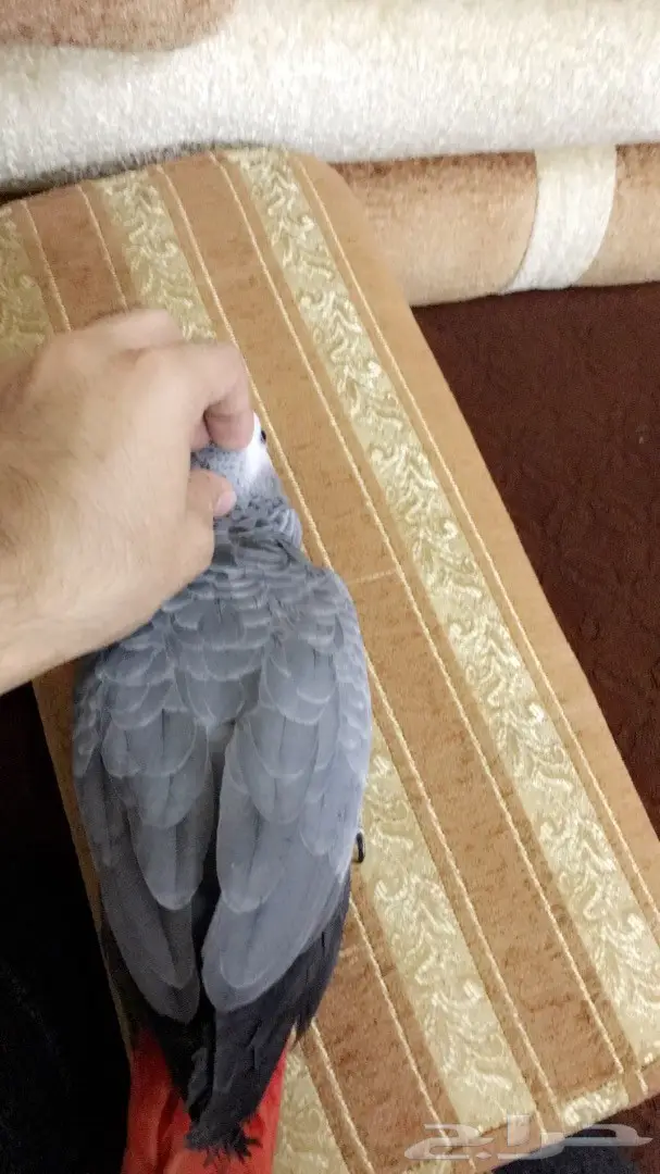 ببغاء.كاسكو. فرخ