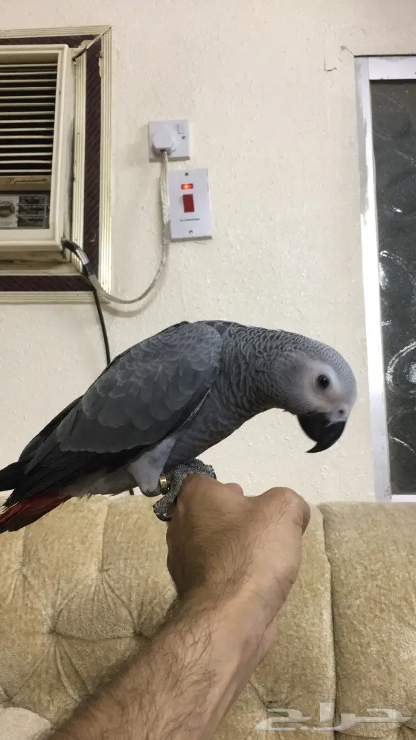 ببغاء.كاسكو. فرخ (image 1)