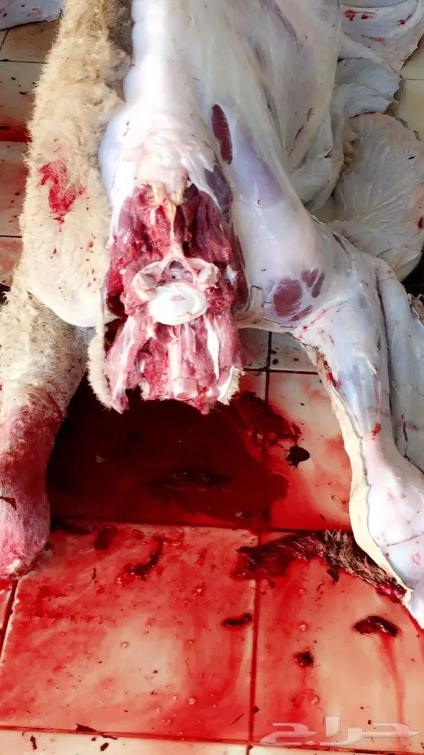 نحر اليوم حاشي بري لباني طييب لايفوتك