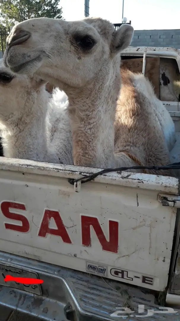 نحر اليوم حاشي بري لباني طييب لايفوتك (image 1)