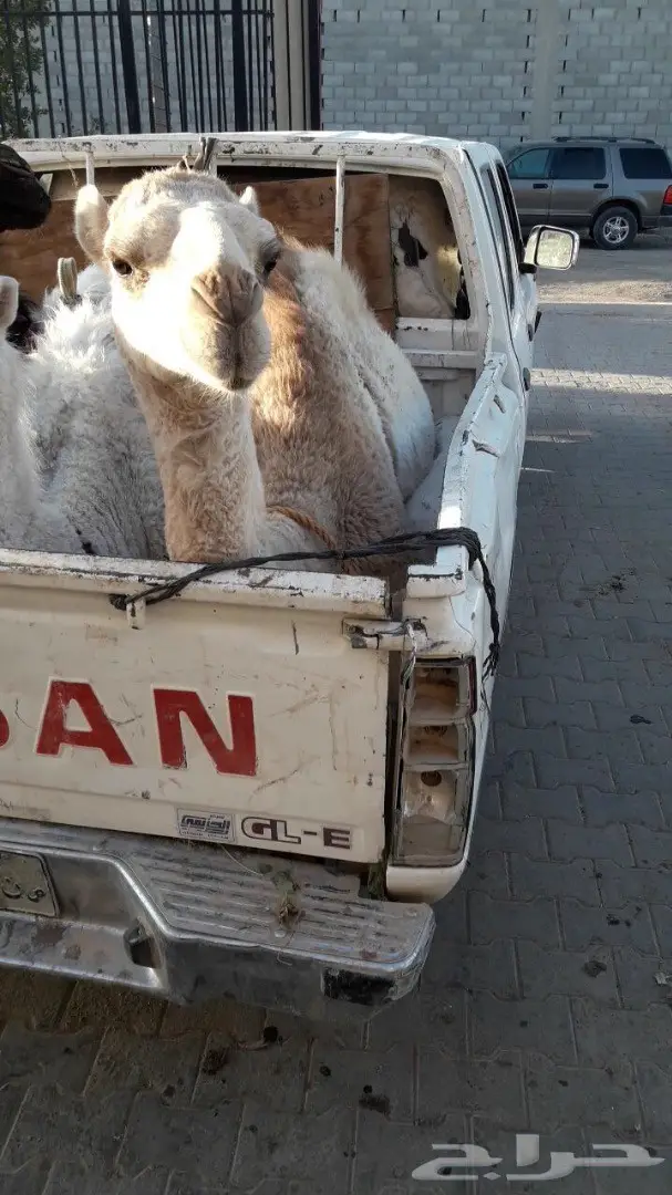 نحر اليوم حاشي بري لباني طييب لايفوتك (image 2)