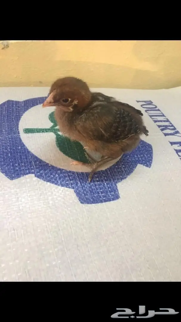 دجاج فيومي توصيل مجاني لجميع المناطق (image 6)