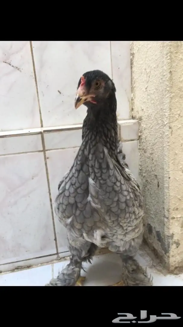 براهمآ بشآير (image 3)