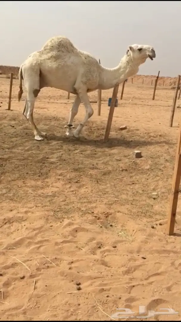 للبيع بعير منتج تمامي