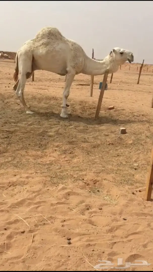 للبيع بعير منتج تمامي (image 1)