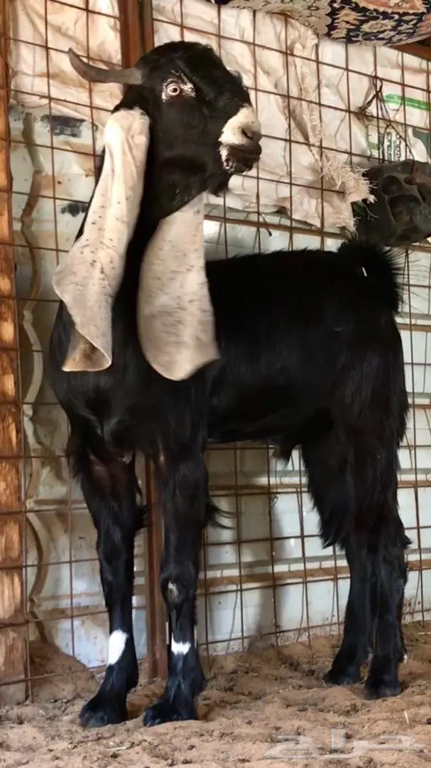 جفر حجازي أنثى - فرصة ذهبية! (image 1)