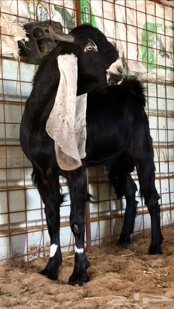 جفر حجازي أنثى - فرصة ذهبية! (image 6)