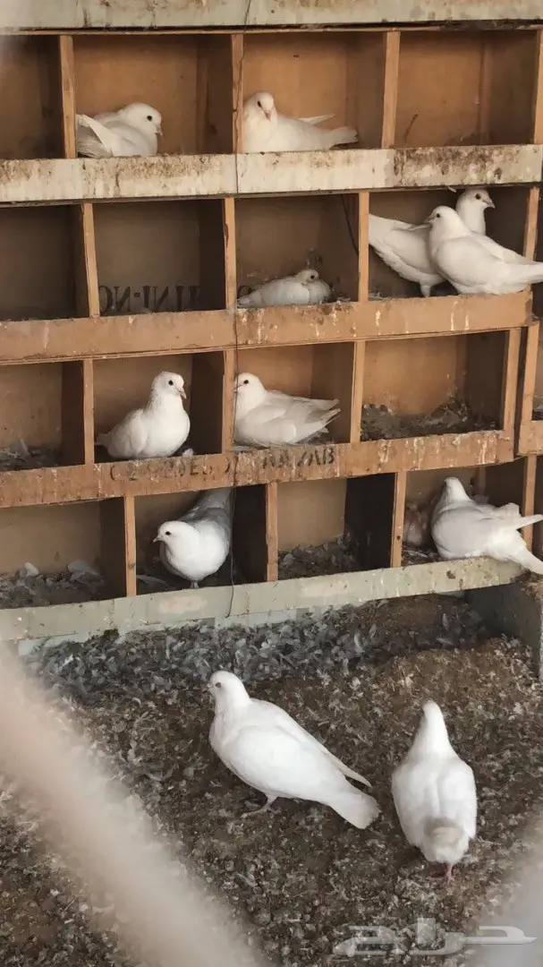 للبيع حمام لاحم فرنسي ابيض (image 1)