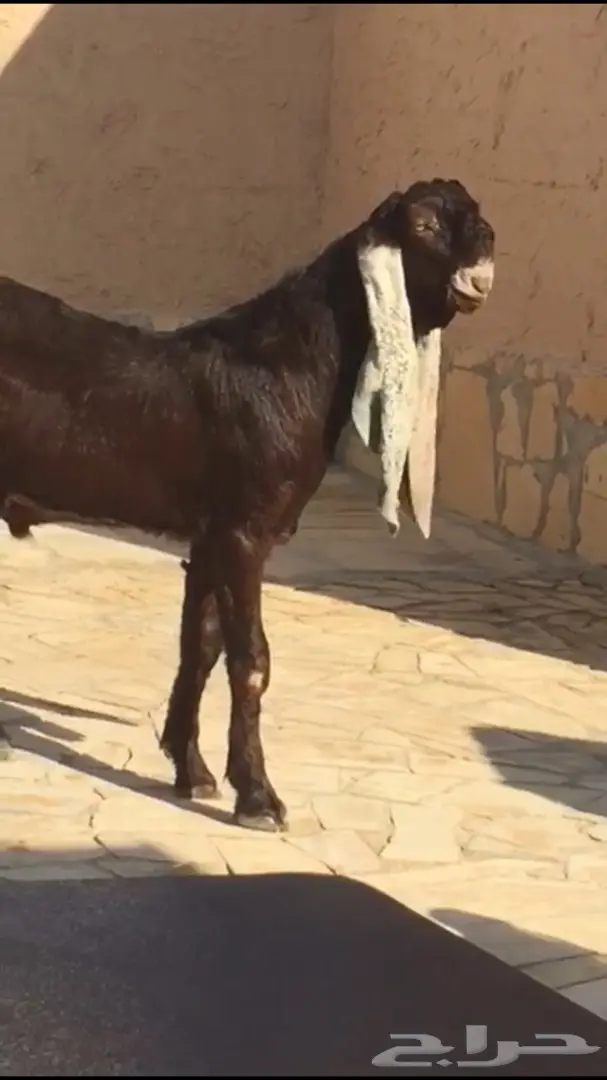 فرصة ذهبية! جفر نانسي - فرصة استثمارية لا تُفوّت!