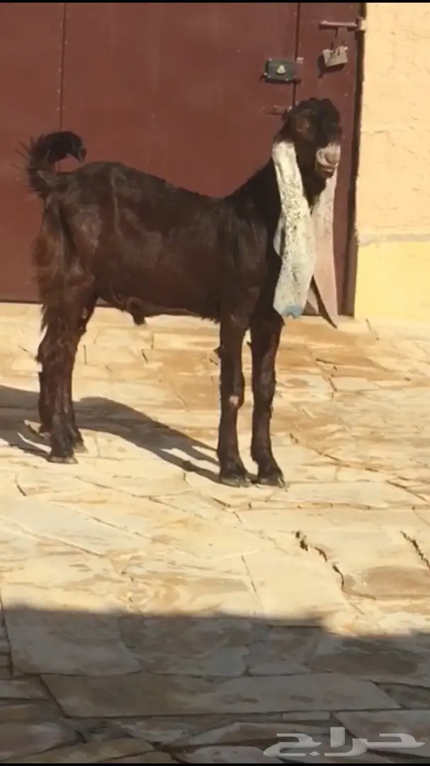 فرصة ذهبية! جفر نانسي - فرصة استثمارية لا تُفوّت! (image 2)