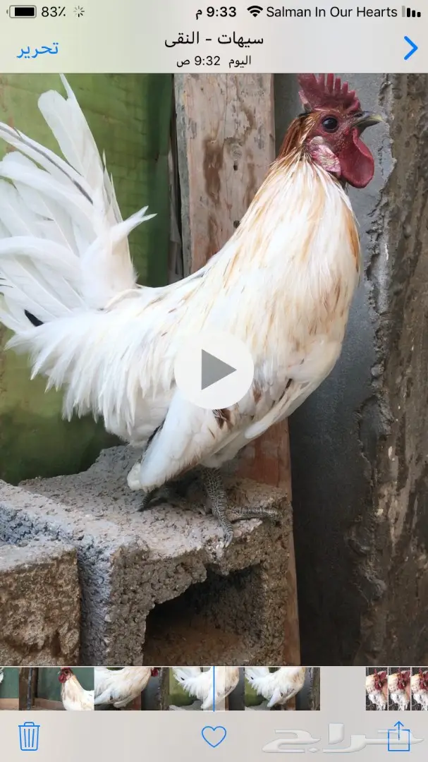 للبيع ديك حباحب مستوى طيب (image 1)