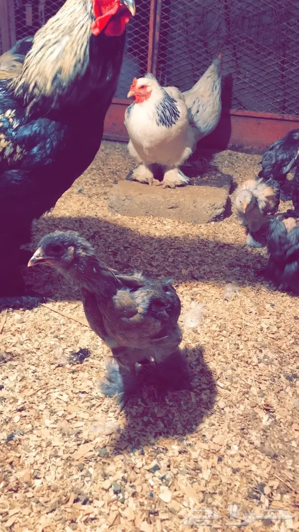 دجاج براهما وصيصان 