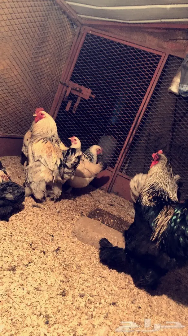 دجاج براهما وصيصان  (image 1)