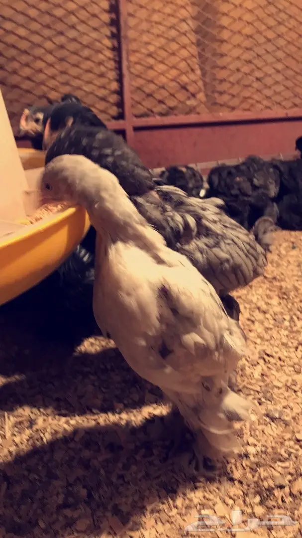 دجاج براهما وصيصان  (image 2)