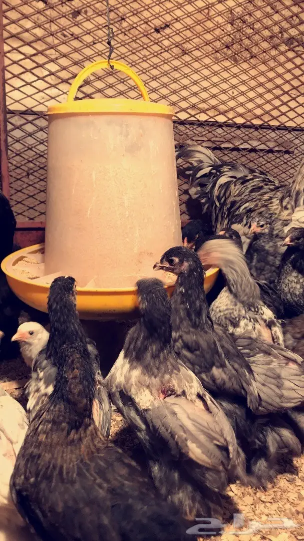 دجاج براهما وصيصان  (image 3)