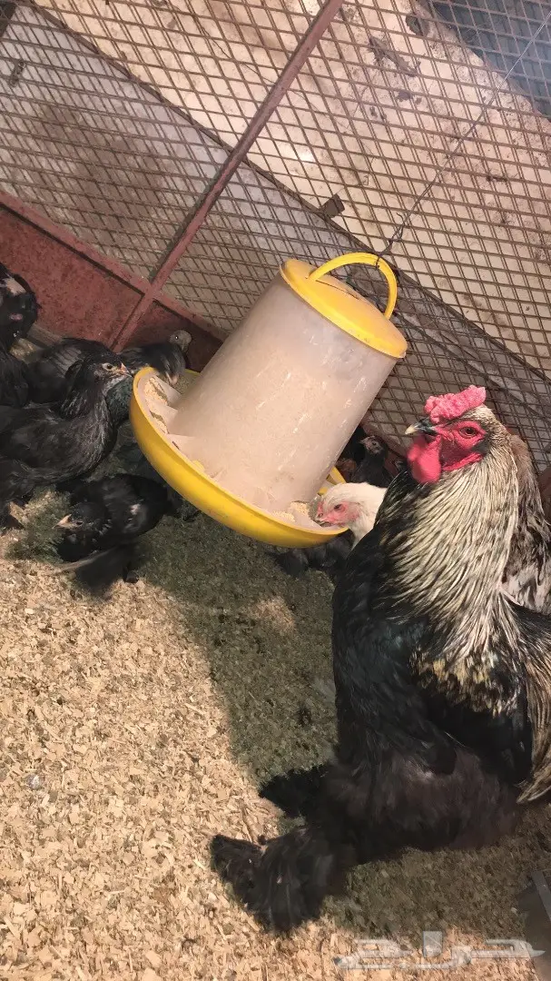 دجاج براهما وصيصان  (image 4)