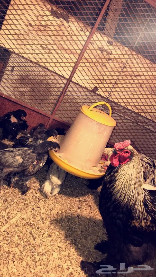 دجاج براهما وصيصان  (image 5)