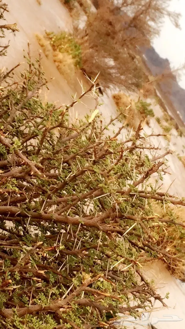 للبيع اول البدل