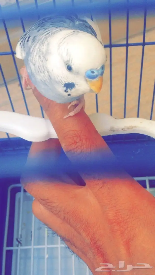 للبيع ذكر بادجي اليف ..