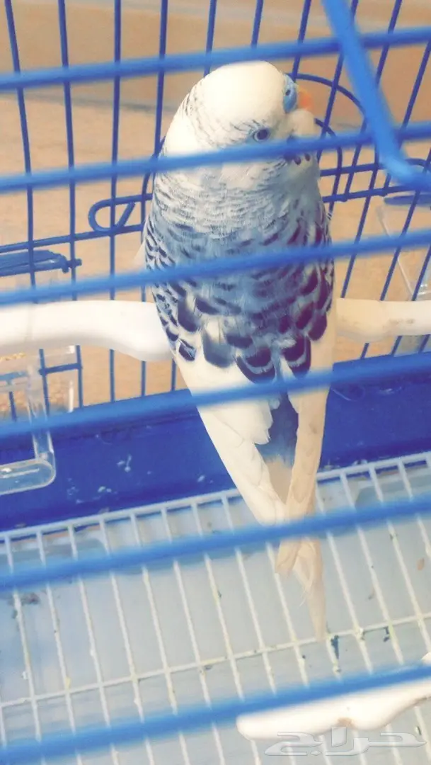 للبيع ذكر بادجي اليف .. (image 1)