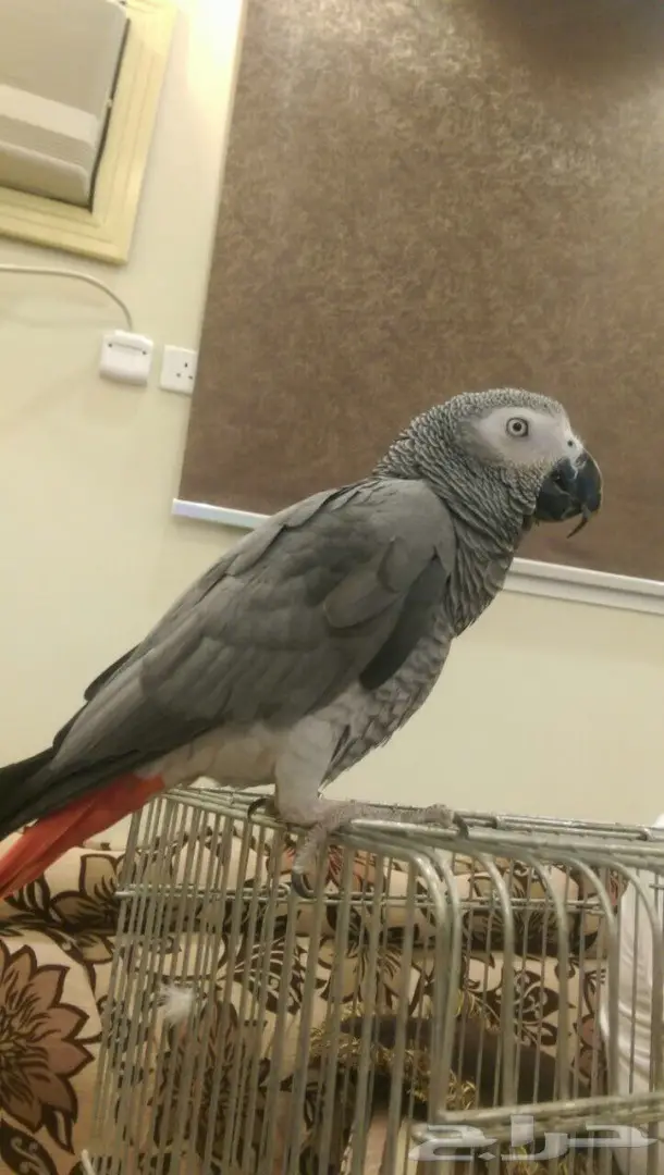 ببغاء كاسكو للبيع اليف ومتكلم