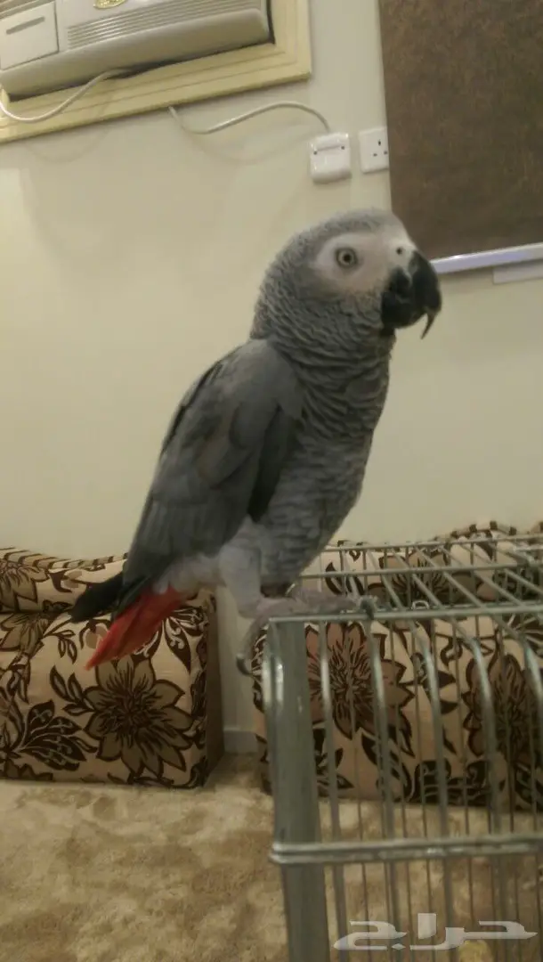 ببغاء كاسكو للبيع اليف ومتكلم (image 2)