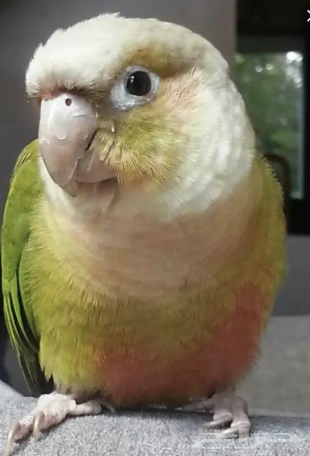 البيع خلال 24 ساعه