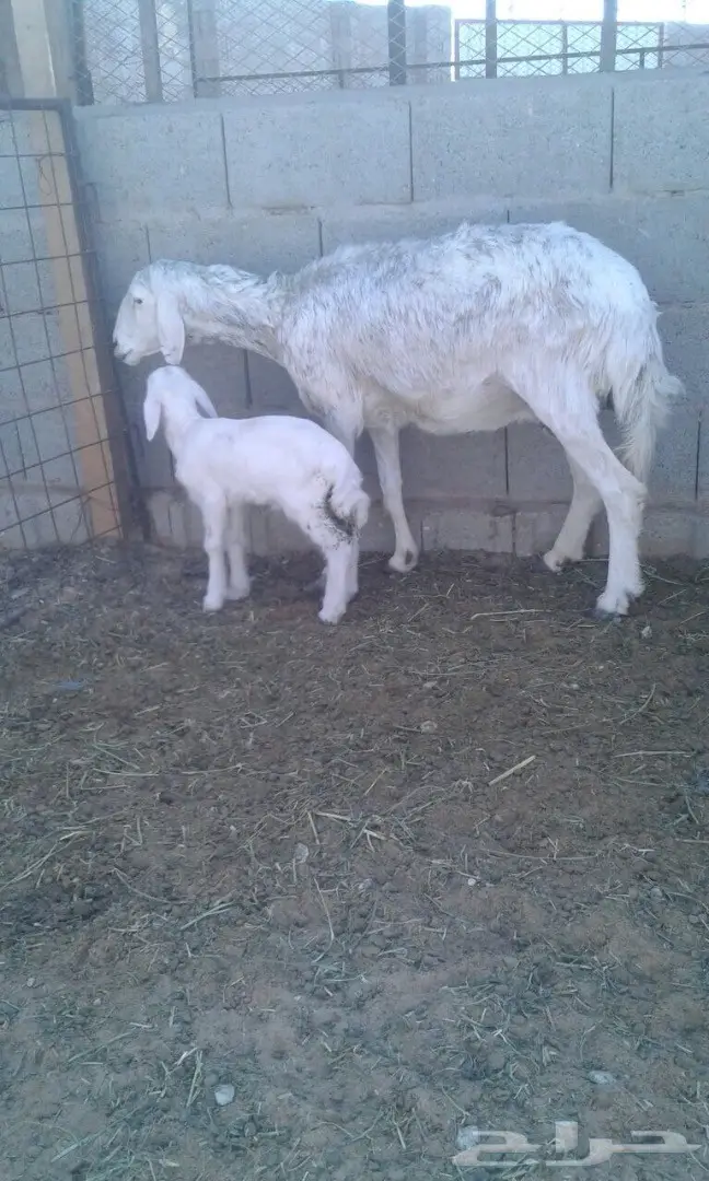 للبيع غنم ولد العدد 2