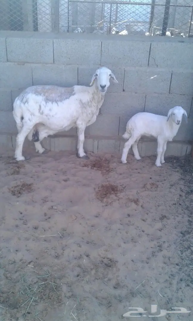 للبيع غنم ولد العدد 2 (image 2)