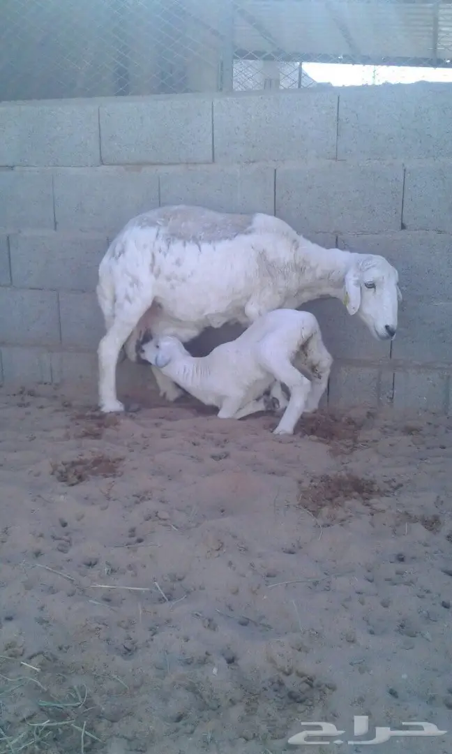 للبيع غنم ولد العدد 2 (image 3)