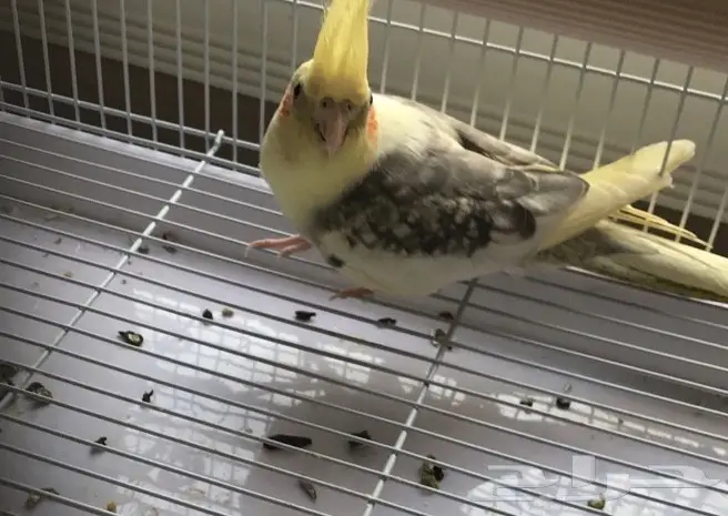 زوج كروان فرصه للمربي