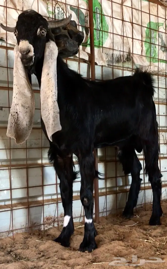 جفر حجازي أنثى - فرصة ذهبية! (image 5)