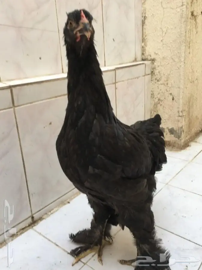 براهمآ بشآير (image 1)