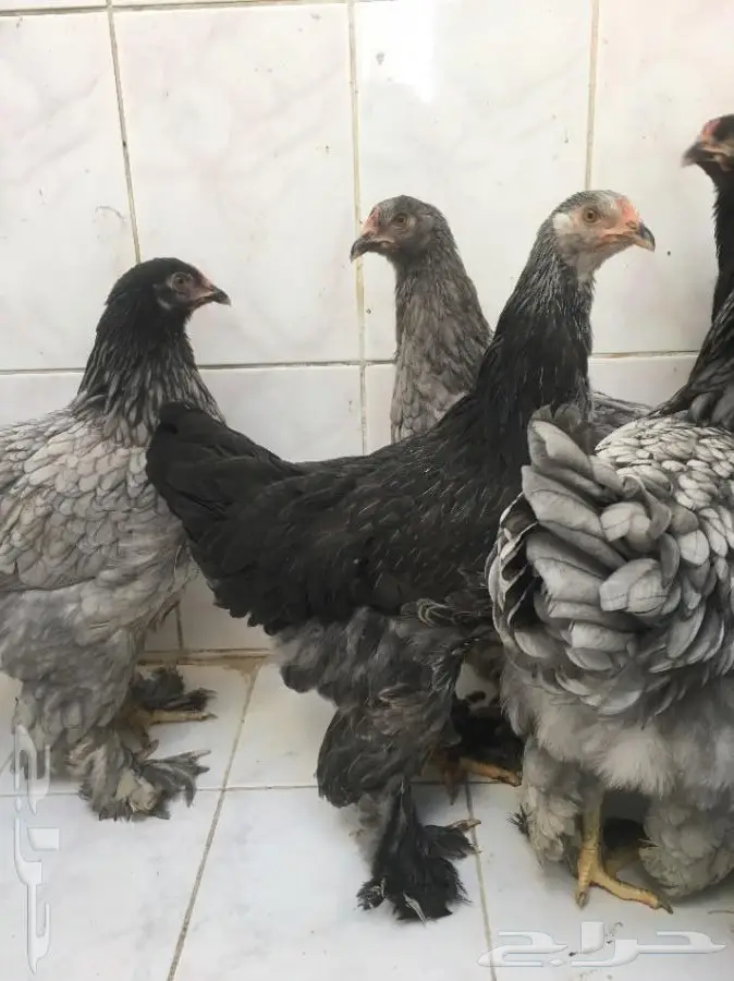 براهمآ بشآير (image 10)