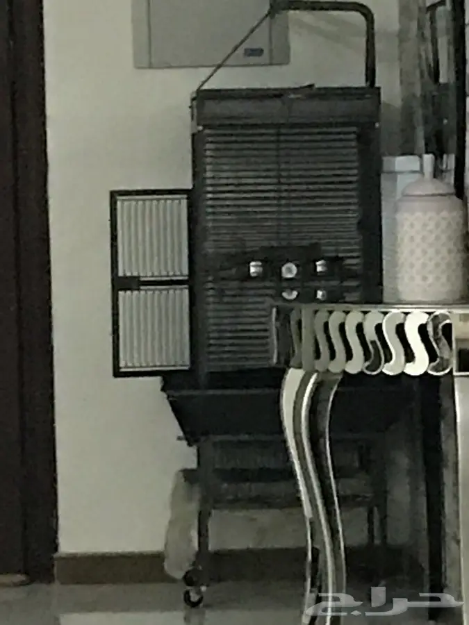 ببغاء كاسكو 2000 (image 7)