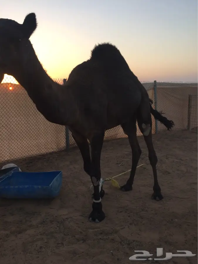 الرياض - قعود مجهم السن (image 5)