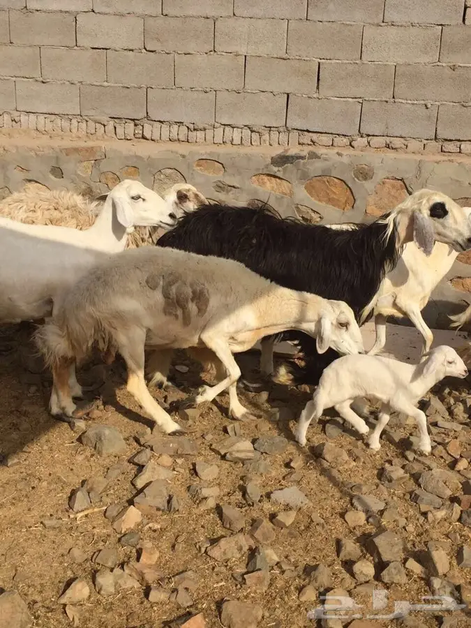 16 راس بفحلها للبيع  (image 1)